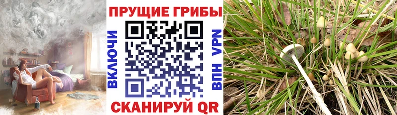 Псилоцибиновые грибы Psilocybe  мега маркетплейс  Малаховка  наркотики 